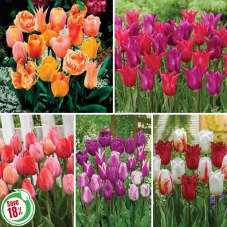 Tulip Blend Collection 2 Thumbnail
